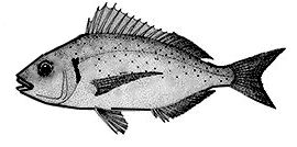 Pagellus erythrinus_claves.jpg